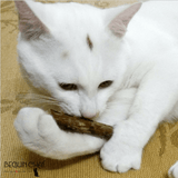 Bâton d'hygiène dentaire pour chat